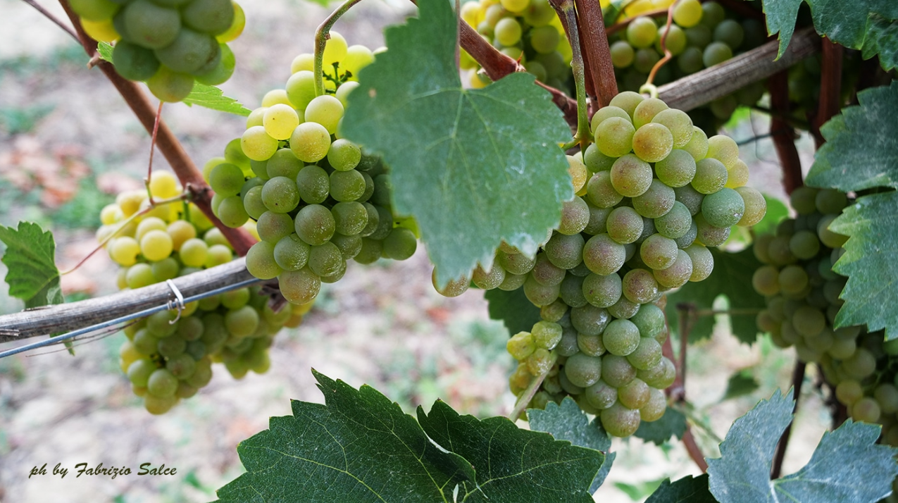 I vini di Daniele Dabbene: acini di gioventù, chicchi di qualità.